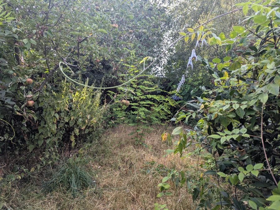 Overgrown garden path before clearing